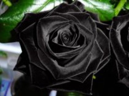 The_Black_Rose_by_Ashimjara - trandafiri negri