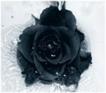 Black_Rose_by_Galilea - trandafiri negri