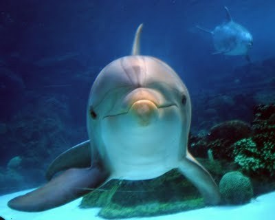 delfin6 - delfini