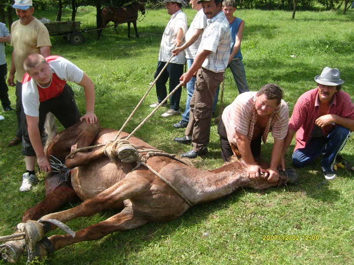 castrare armasari 2010