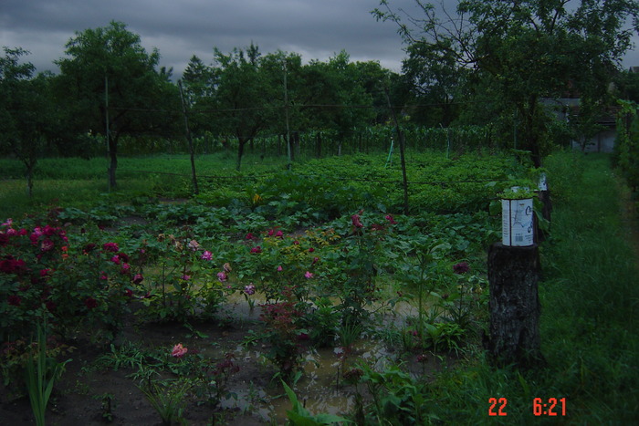 poze noi 396 - GRADINA MEA LA 6 ORE DUPA PLOAIA DIN 21 IUNIE