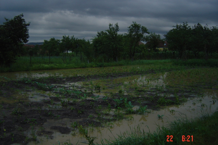 poze noi 397 - GRADINA MEA LA 6 ORE DUPA PLOAIA DIN 21 IUNIE