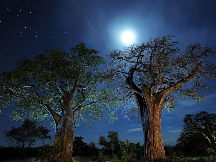 baobab-trees-tanzania_21019_990x742 - favorites