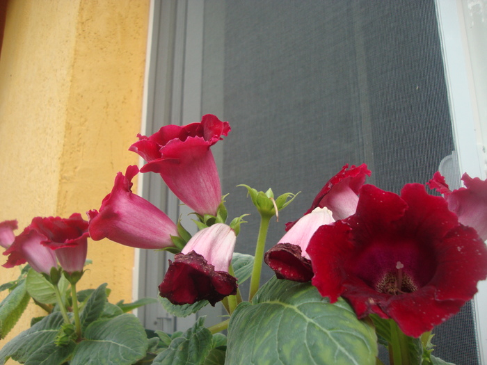 Etoile de Feu - GLOXINIA