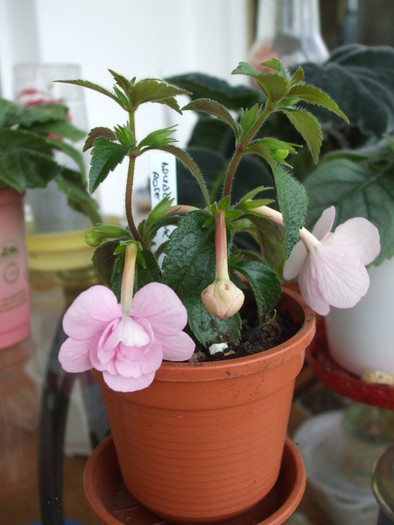 double pink rose - achimenes