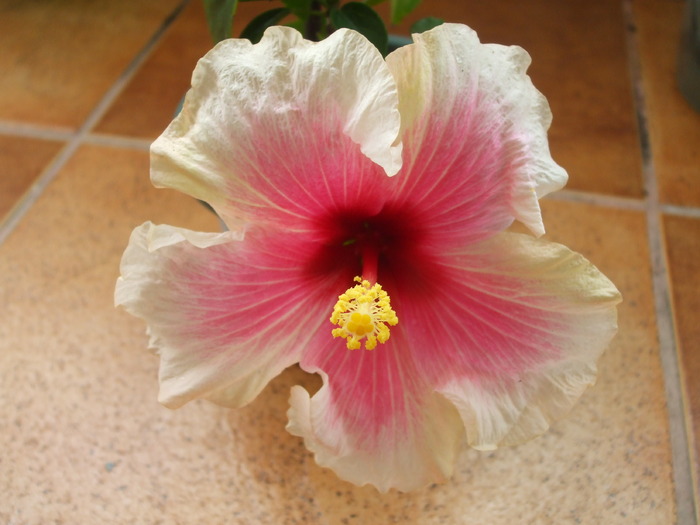 Picture 061 - hibiscusi