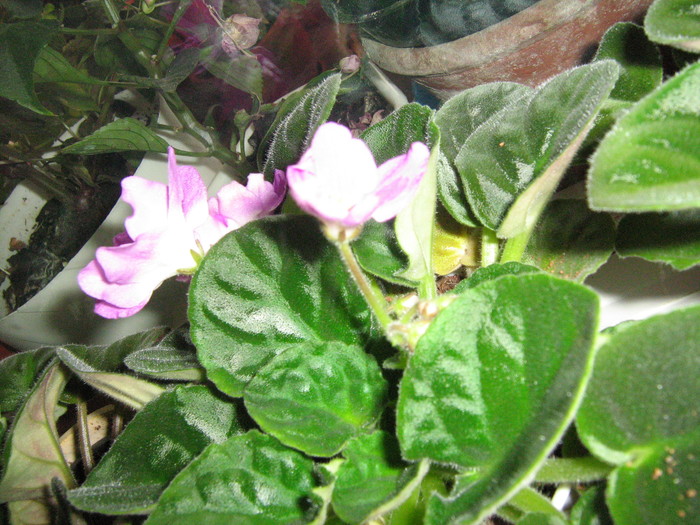florile mele 2010 007; violeta mov deschis cu alb
