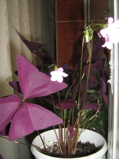 florile mele 2010 008; trifoi mov cu floare aba-mov deschis

