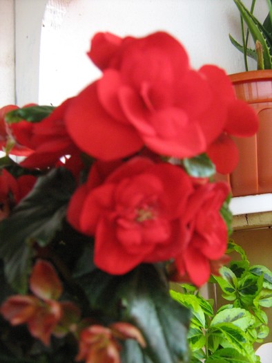 florile mele 2010 012; floare de begonie rosie
