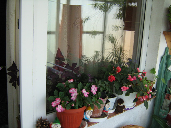 florile mele 2010 021; sporul casei pe balcon
