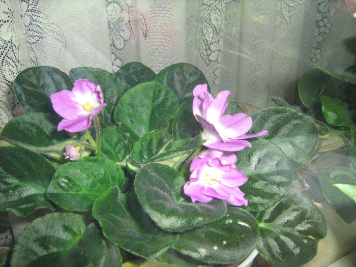 florile mele 2010 026; violeta mov deschis cu alb
