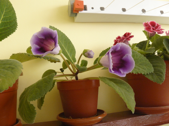 gloxinia mov - poze 2010