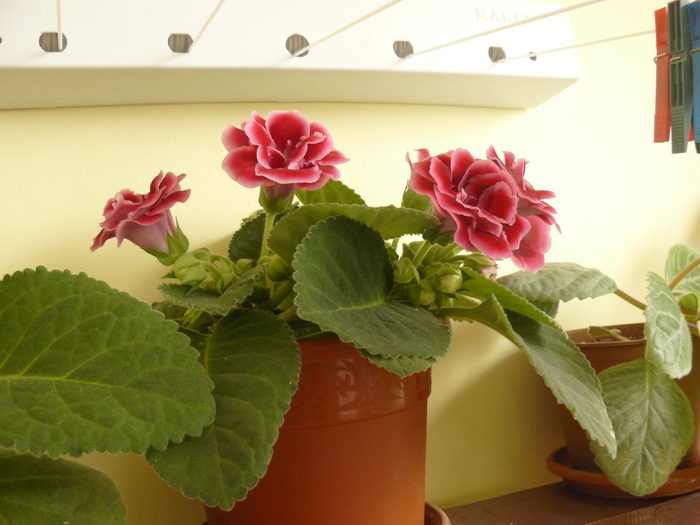 gloxinia rosu batut