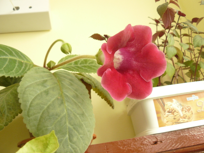 gloxinia rosie - poze 2010