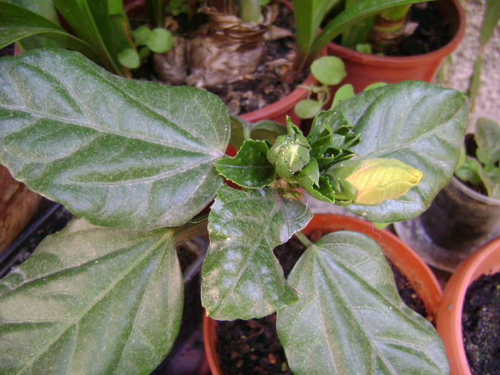 a mai crescu bobocelul - hibiscus