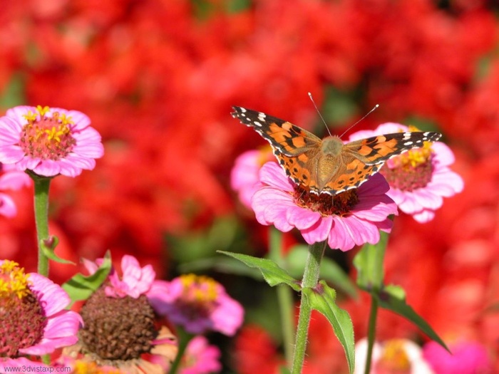 2268_Butterfly_On_Pink_Flower_2 - fluturi