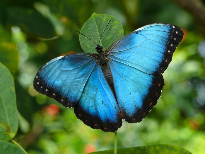 Common_Blue_Morpho_Butterfly%2C_Missouri - fluturi
