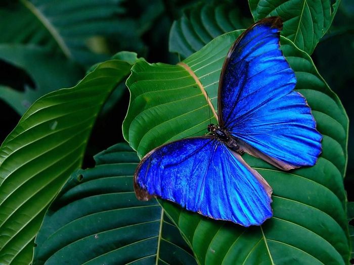 tropical_blue_butterfly_www.portal-info.ro - fluturi