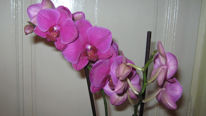 phalaenopsis - Orhidee