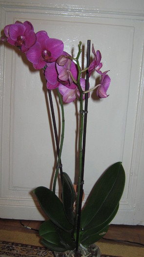 phalaenopsis - Orhidee