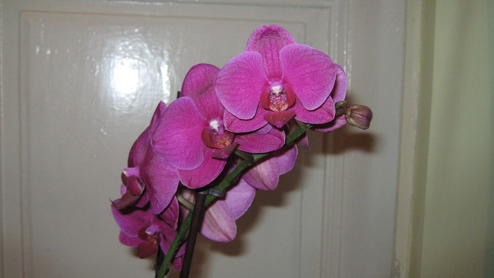 phalaenopsis