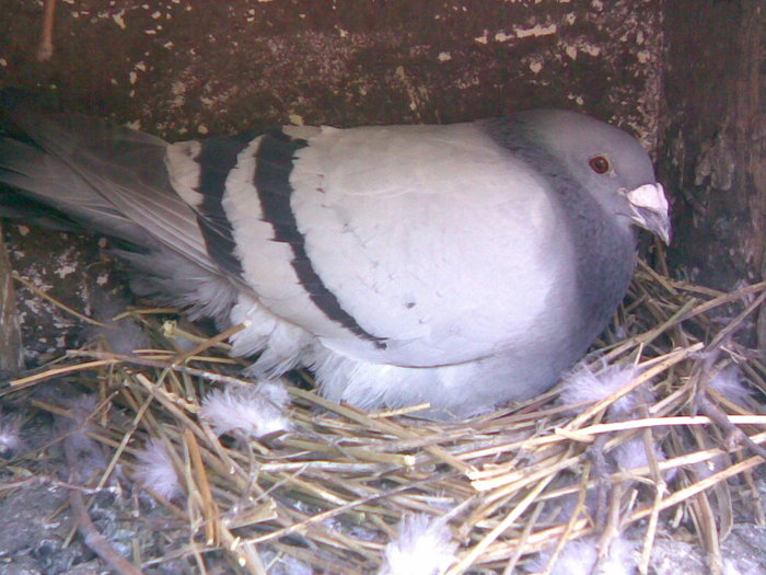 23 - Porumbei Voiajori 2010