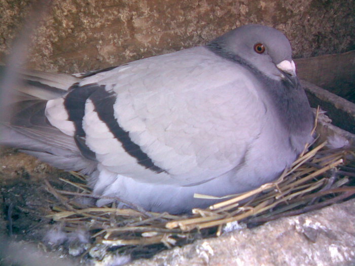 26 - Porumbei Voiajori 2010