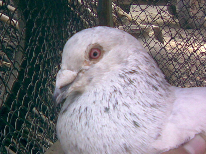 31 - Porumbei Voiajori 2010