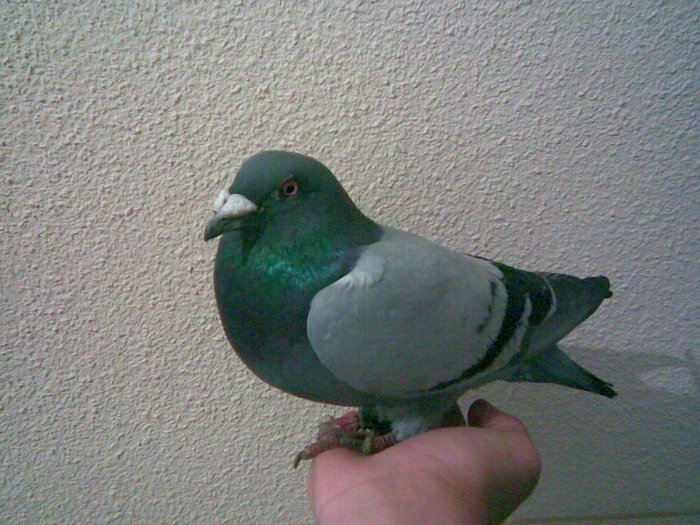 32 - Porumbei Voiajori 2010