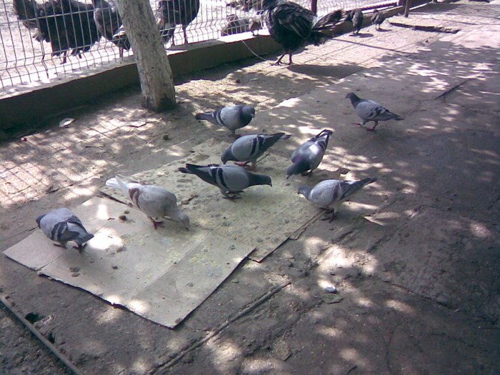 34 - Porumbei Voiajori 2010