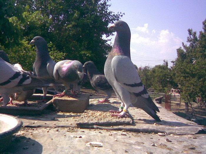 36 - Porumbei Voiajori 2010