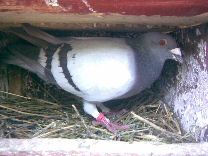 37 - Porumbei Voiajori 2010