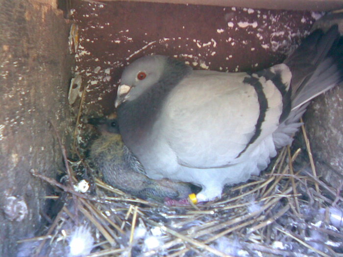 38 - Porumbei Voiajori 2010