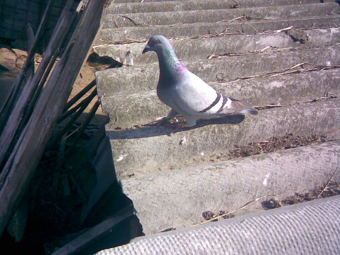43 - Porumbei Voiajori 2010