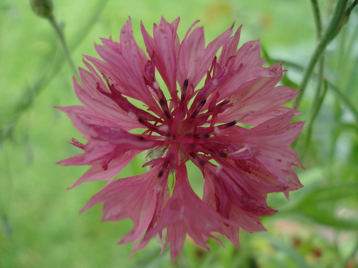 Centaurea cyanus (2010, June 16)