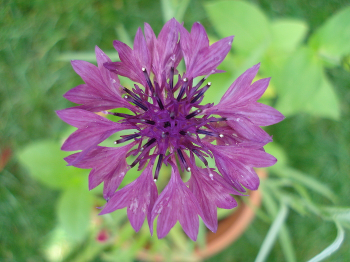 Centaurea cyanus (2010, June 19) - CENTAUREA Cyanus_Cornflower