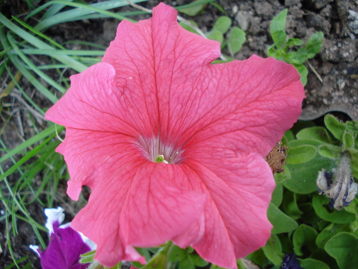 Pink Petunia (2010, May 28)