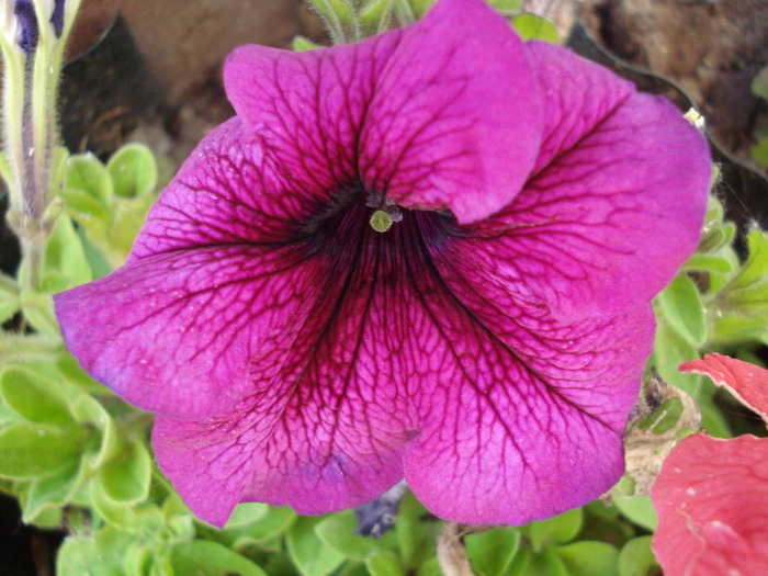 Violet Petunia (2010, May 28)