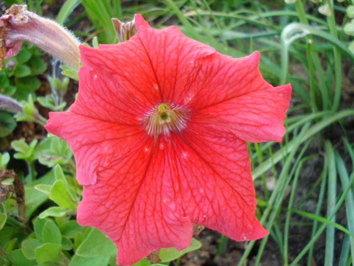 Red Petunia (2010, June 04) - PETUNIA Simple