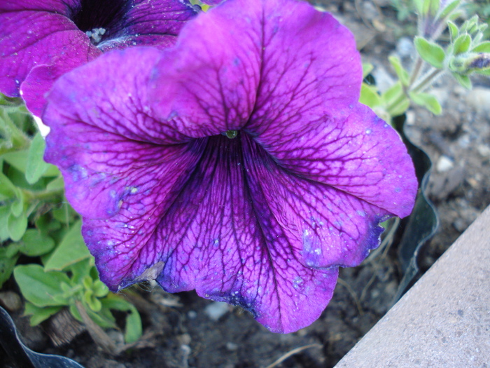 Purple Petunia (2010, June 05) - PETUNIA Simple