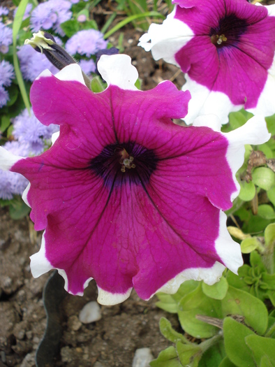 Violet & White Petunia (2010, June 16)