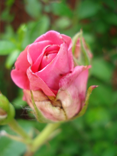 Rose Pink Peace (2010, May 30)