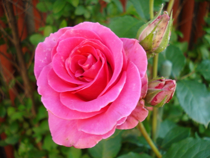 Rose Pink Peace (2010, June 04)