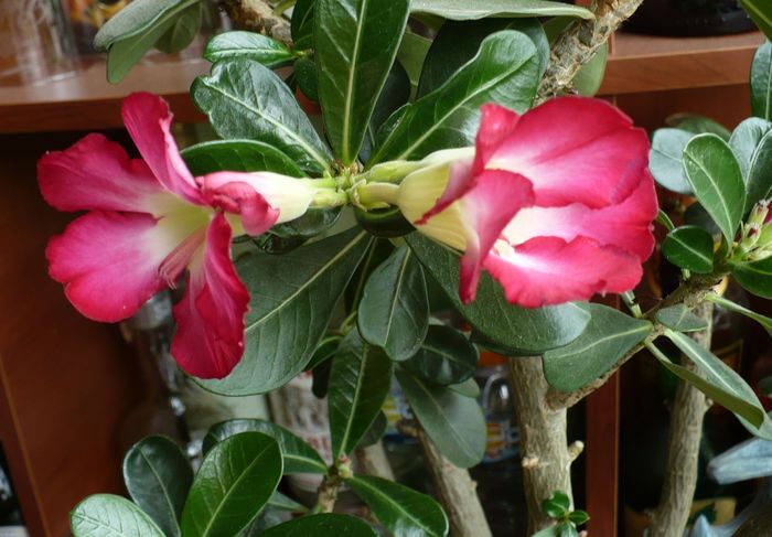 22 iunie - Adenium 2010