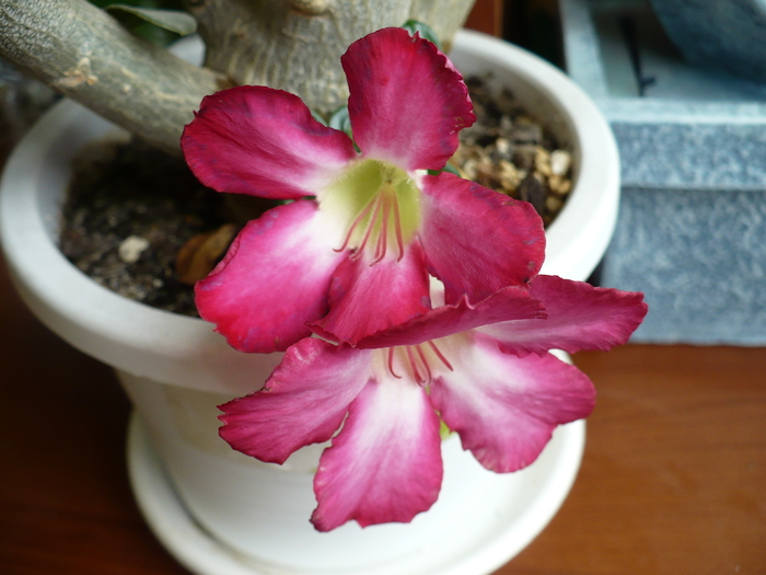 P1270655 - Adenium 2010