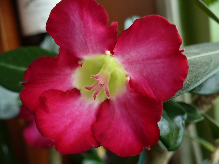 P1270657 - Adenium 2010