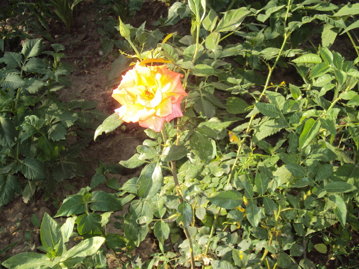 DSC02601 - gradina 2010