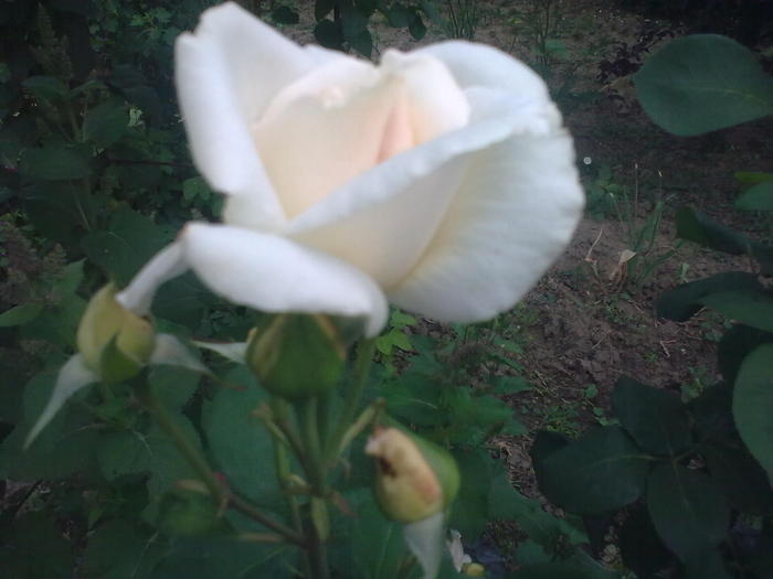 Image0252 - trandafiri 2010