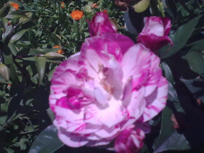 Image0282 - trandafiri 2010