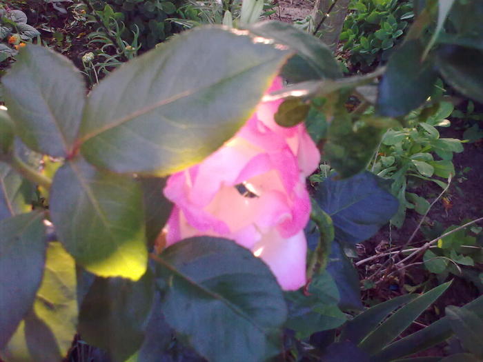 Image0289 - trandafiri 2010